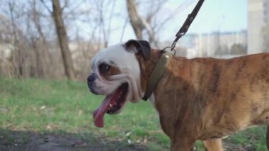 Adam dışarıda köpeğini gezdiriyor. Erkek sahibinin yanında Köpek Yürüyüşü 'nün yakın çekimi. Yavaş Hareket 