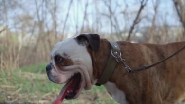 Adam dışarıda köpeğini gezdiriyor. Erkek sahibinin yanında Köpek Yürüyüşü 'nün yakın çekimi. Yavaş Hareket 