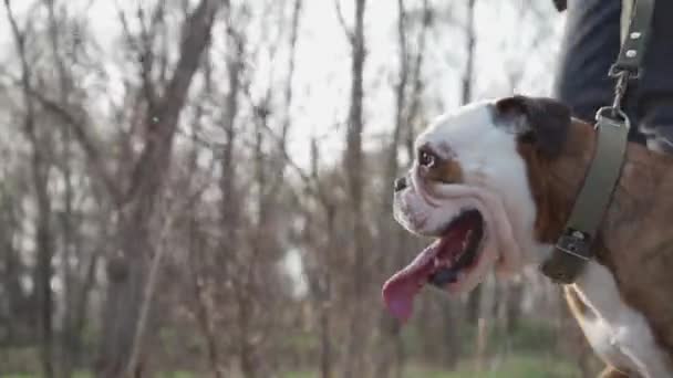Зіткнення Обличчя Собаки Язиком Стискається Під Час Прогулянки Надворі English — стокове відео