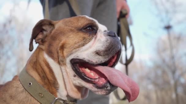 Close Funny Dog Tongue Out Inglês Bulldog Walk Livre — Vídeo de Stock