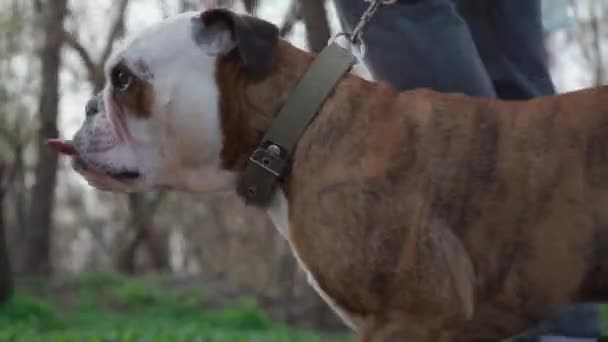 Närbild Hundens Ansikte Med Tungan Sticker Medan Promenader Utomhus English — Stockvideo