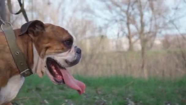 Зіткнення Обличчя Собаки Язиком Стискається Під Час Прогулянки Надворі English — стокове відео