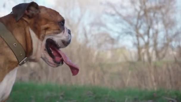 Зіткнення Обличчя Собаки Язиком Стискається Під Час Прогулянки Надворі Англійський — стокове відео