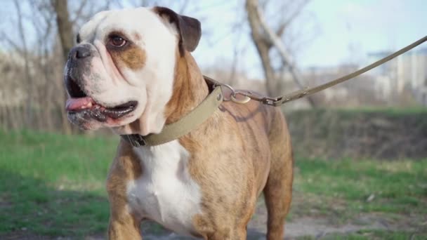 Close English Bulldog Dog Outdoors Park — Stock Video