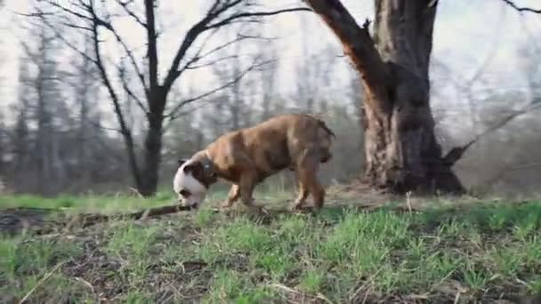 Dog English Bulldog Run Fast Path Outdoors Park Slow Motion — Stock Video