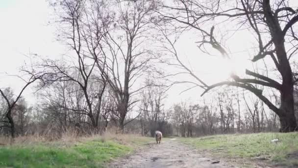 Hund Englische Bulldogge Läuft Schnell Auf Pfad Freien Park Zeitlupe — Stockvideo
