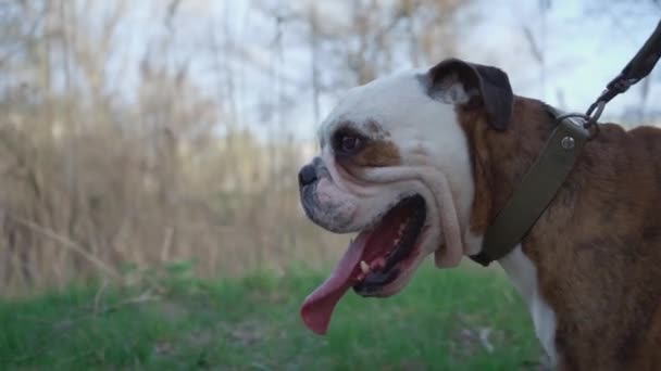 Close Dog Face Tongue Sticking Out While Walking Outdoors Dog — Wideo stockowe