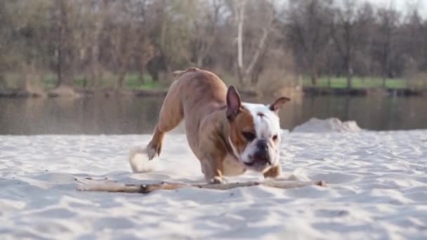 Dog English Bulldog Run Sand Slow Motion Domestic Dog Plays — стоковое видео