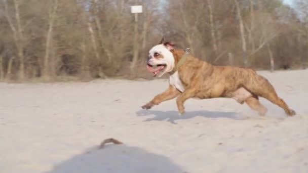 狗英语斗牛犬在沙滩上奔跑 慢动作 狗儿在河畔的户外玩耍 — 图库视频影像