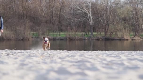 Dog English Bulldog Run Sand Пес Бавиться Надворі Біля Річки — стокове відео