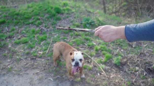 Man Plays His Dog Outdoors Funny Dog Hops Bites Wooden — Stock Video