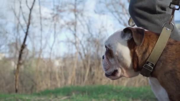 Man Walks Dog English Bulldog Outdoors Close Dog Walking Leash — Wideo stockowe