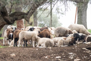 Çitin arkasındaki tarlada koyun sürüsü