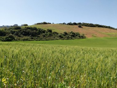 Yeşil tahıl tarlası. Rüzgarda hareket eden buğday bitkisi
