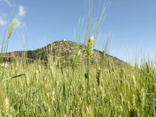 Зелене зернове поле. Пшенична рослина, що рухається на вітрі — стокове фото