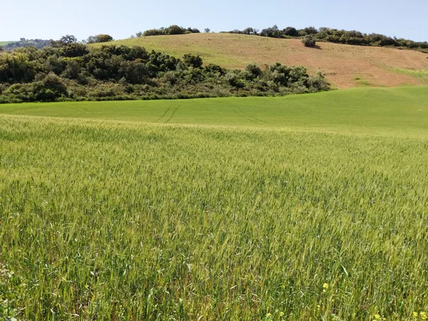Green cereal crop field. Wheat plant moving in the wind — Foto de Stock