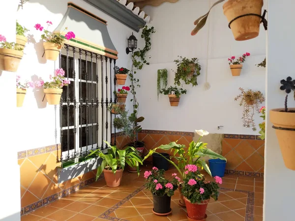 安达卢西亚庭院里盆栽的花 在家里 — 图库照片