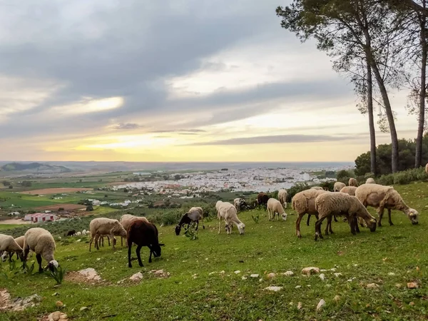 Landscape photography of the town of Seville at sunset — Stockfoto