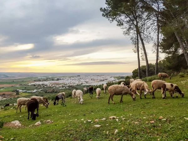 Landscape photography of the town of Seville at sunset — Foto de Stock