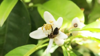Arılar yazın, portakal çiçekleri üzerinde polen toplarlar.