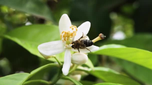 Včely Sbírají Pyl Pomerančovém Květu Létě — Stock video