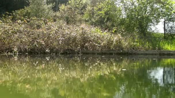 在大自然中间的一个池塘里的水沟里 室外的 — 图库视频影像