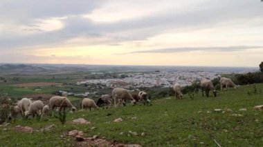 Gün batımında bir tepede otlayan koyunlar. Arka planda İspanya 'nın Seville kasabası, manzara