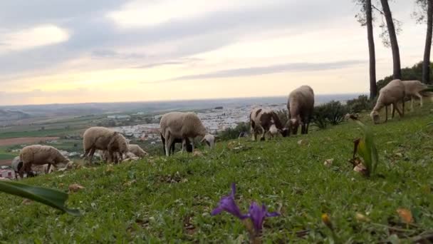 Schafe Weiden Bei Sonnenuntergang Auf Einem Hügel Die Spanische Stadt — Stockvideo