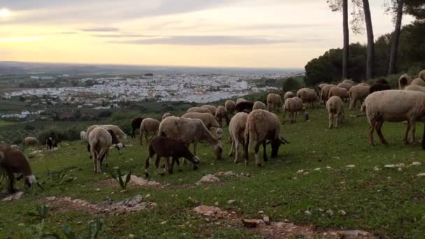 Schafe Weiden Bei Sonnenuntergang Auf Einem Hügel Die Spanische Stadt — Stockvideo