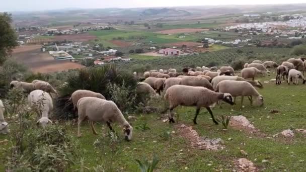 Ovejas Pastando Una Colina Atardecer Ciudad Española Sevilla Fondo Paisaje — Vídeos de Stock