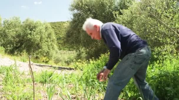 Senior Man Zorgt Voor Zijn Kleine Knoflookplantage Het Verwijderen Van — Stockvideo