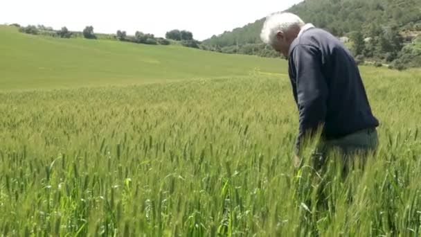 Beyaz Saçlı Kıdemli Çiftçi Buğday Hasadına Bakıyor Yabani Otları Ayıklıyor — Stok video