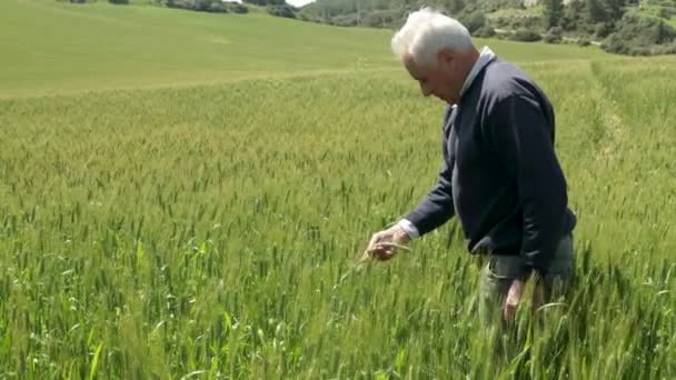 Agricoltore Anziano Con Capelli Bianchi Guardando Suo Raccolto Grano All — Video Stock