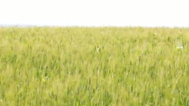 Tarlada buğday kulakları rüzgarla, açık havada hareket ediyor.