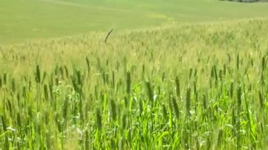 Tarlada buğday kulakları rüzgarla, açık havada hareket ediyor.