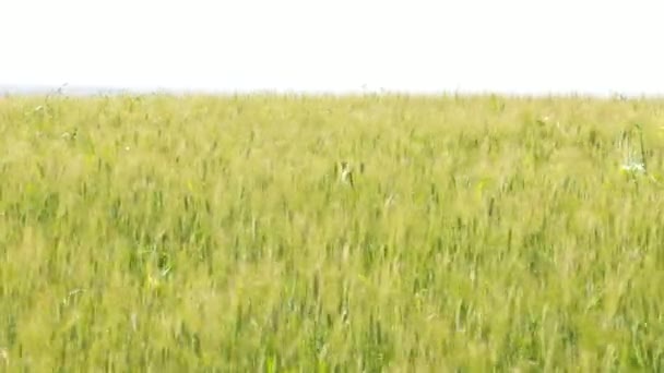 Tarlada Buğday Kulakları Rüzgarla Açık Havada Hareket Ediyor — Stok video