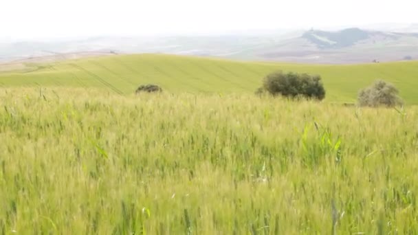 Orejas Trigo Campo Moviéndose Con Viento Aire Libre — Vídeo de stock