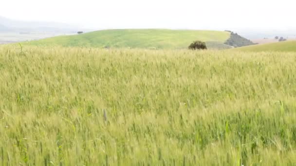 Orejas Trigo Campo Moviéndose Con Viento Aire Libre — Vídeo de stock