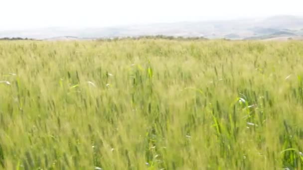 Tarlada Buğday Kulakları Rüzgarla Açık Havada Hareket Ediyor — Stok video