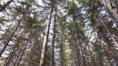 Dağ ormanının içinde hareketli bir manzara. Gün ışığı ağaçların yüksek gölgesine nüfuz eder..
