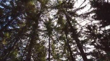 Dağ ormanının içinde hareketli bir manzara. Gün ışığı ağaçların yüksek gölgesine nüfuz eder..