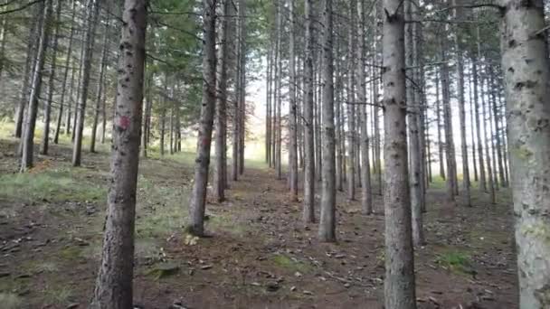 Moving View Mountain Forest Daylight Penetrates Tall Canopy Trees — Stock Video