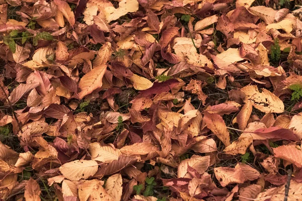 Closeup Fallen Foliage Ground Autumn Lights Shadows Characteristic Colors — Stock Photo, Image