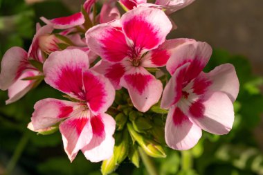 Mor renkli güzel bir sardunya bitkisinin yakın çekimi.