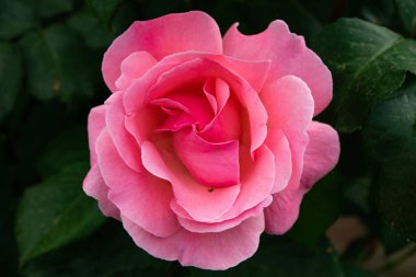 Özgün taç yapraklarıyla güzel bir gül çiçeğinin yakın çekimi..