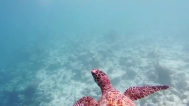 Closeup of a beautiful specimen of sea turtle swimming in tropical waters.