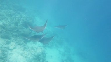 Closeup of a group of beautiful manta rays swimming in tropical waters.