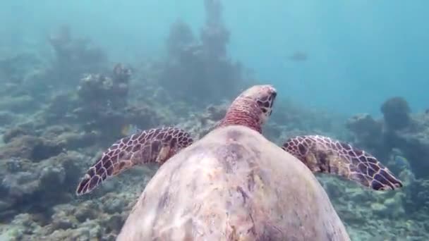 Closeup Beautiful Specimen Sea Turtle Swimming Tropical Waters — Wideo stockowe