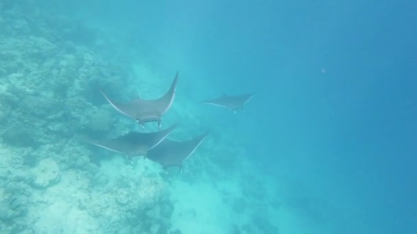 Closeup Group Beautiful Manta Rays Swimming Tropical Waters — стоковое видео