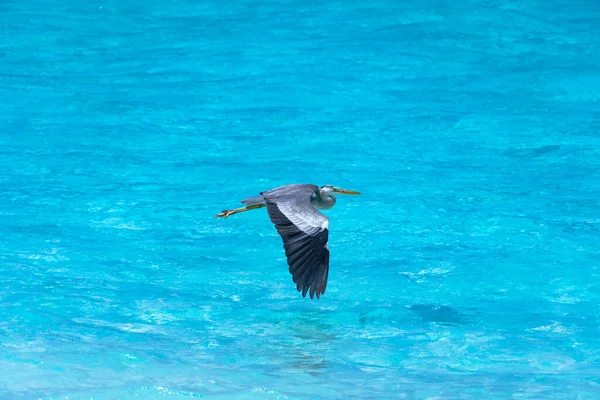 Close Beautiful Heron Flying Tropical Sea Impressive Image Any Use — Foto de Stock